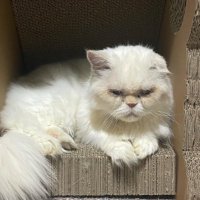 janice (@janice) 's Twitter Profile