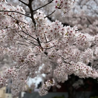 yoshimu_book's profile picture. 読書、音楽、漫画、サッカー、筋トレ、散歩好きの都内住み社会人16年目です。 #読書好きさんと繋がりたい #音楽好きさんと繋がりたい #HIPHOP好き #筋トレ初心者