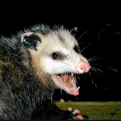 Just a possum…rummaging around for some Liberty