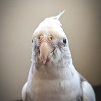 しろ (@shirochan_mimo2) 's Twitter Profile