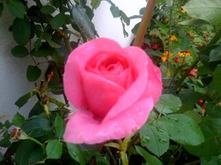 jimcusack's profile picture. 