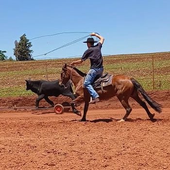 Raul_0005's profile picture. 🐂〰️🐎
melhor mira do itai 💪