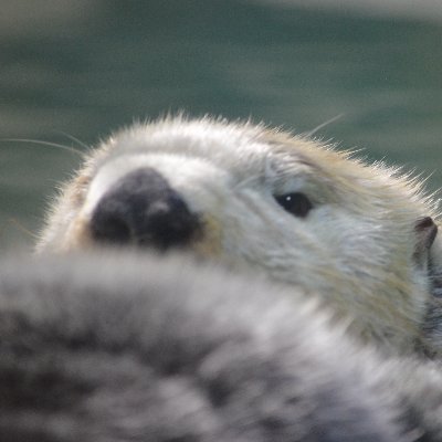 20148169's profile picture. ラッコ沼にハマり中
