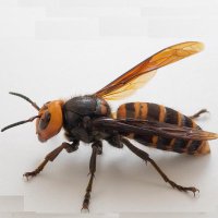 Hornet (@ae111fun) 's Twitter Profile