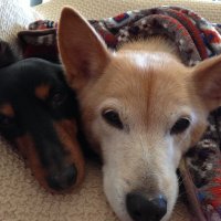 chobichako (@chobichako) 's Twitter Profile