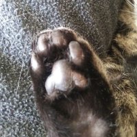 Rhuah Jonsdottir ππ³οΈβππΊπ¦ (@rhuahjonsdottir) 's Twitter Profile