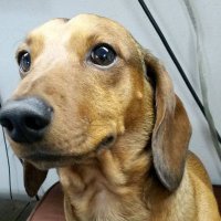 Trumpamaniac Garbage (@mjhickey67) 's Twitter Profile