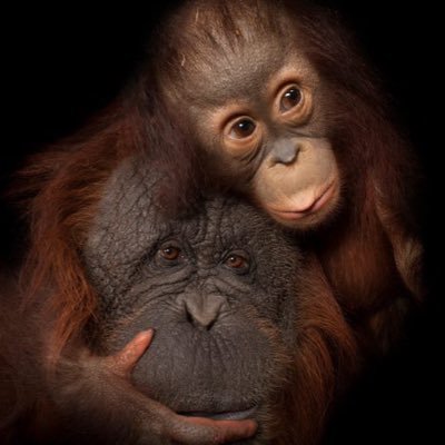 好きなものは大きなネコとオランウータン 。動物が幸せに生きていけるなら、其々に合った空間、環境作りで良いという考えです👍 もう好きなものが増えて幸せなんです😊