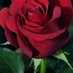 jamel jamel (@jamelja87821306) Twitter profile photo jamel jamel (@jamelja87821306) Twitter profile photo