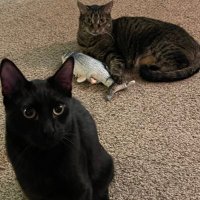 Joshua Kirby (@kirbyjv831) 's Twitter Profile