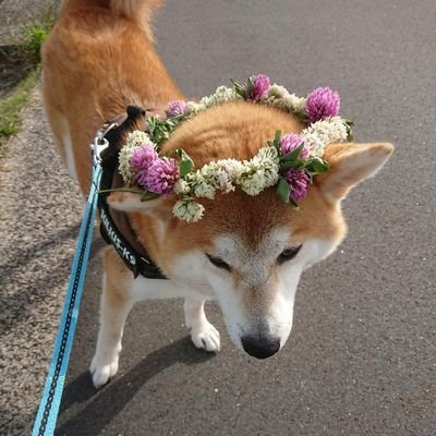 柴犬飼ってます。犬中心のアカウントです。かわいいわんちゃんを見て、癒されてます。
無言フォロー失礼します。
気軽にフォロー、コメント、リツイートしてください。
定期的に、たろうさんの日常を載せます。
url : https://t.co/6c8G6sjPnd
← 卒業論文のアンケートです。ご協力