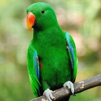 Raj_Kumar 🚩🚩 (@rajkuma52964802) 's Twitter Profile