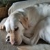 Judith-Ann Wardlaw, was Isaac's Byre. (@isaacsbyre) Twitter profile photo Judith-Ann Wardlaw, was Isaac's Byre. (@isaacsbyre) Twitter profile photo