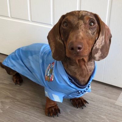 Hi I’m Norman the miniature dachshund. I love Coventry City and even have my own shirt!👕 PUSB⚽️💙