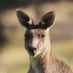 Rolf Mueller 🇩🇪🇦🇺 (@rolfmuellerau) Twitter profile photo Rolf Mueller 🇩🇪🇦🇺 (@rolfmuellerau) Twitter profile photo