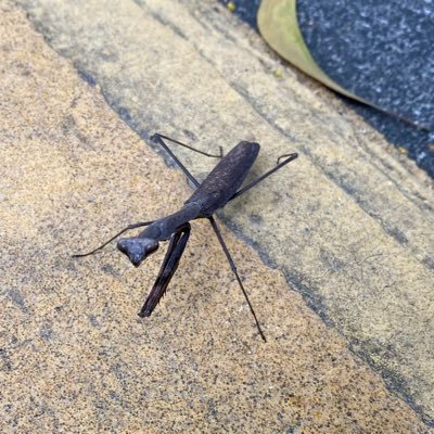 SwiftLiu5's profile picture. 