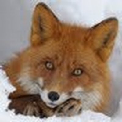 SiriusS49722732's profile picture. 