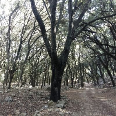 M'agrada la literatura, la llengua, la filologia ...
I som trescadora de camins.