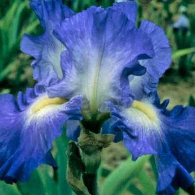 LdyGreenseyez's profile picture. Everything has beauty, but not everyone sees it. -Confucius