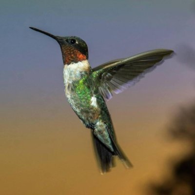 Hummingbird heart, too restless to settle, too wild to tame, weaving a tapestry of characters into a comforter of tales, best for winter nights and summer dawns