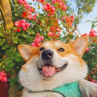 wangxiaopang（💯💯fo） (@wangxia54430481) Twitter profile photo