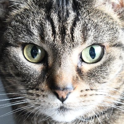 colesstuff's profile picture. 