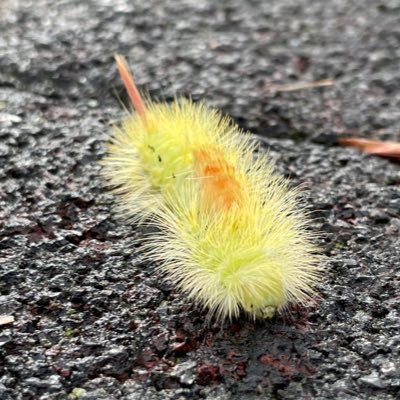 ZweiMiner's profile picture. ⚪️🟡🟠🟢 Mining Investor