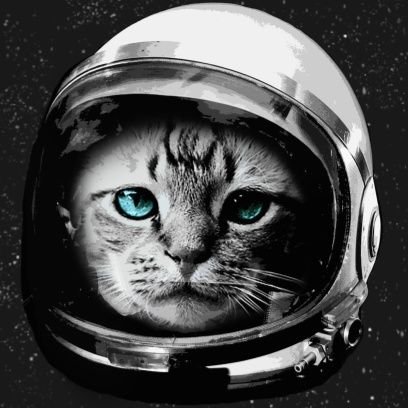 To boldly go where no cat has gone before!