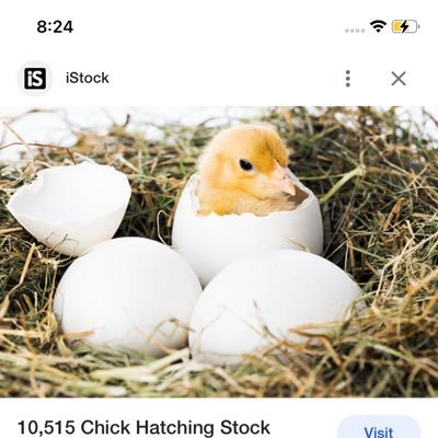 In A world of Lies you have to free the truth one egg at a time. Cock-A-Doodle-Doo 🐣