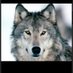 Gray wolf🐺 (@engineer_mhofu) Twitter profile photo Gray wolf🐺 (@engineer_mhofu) Twitter profile photo