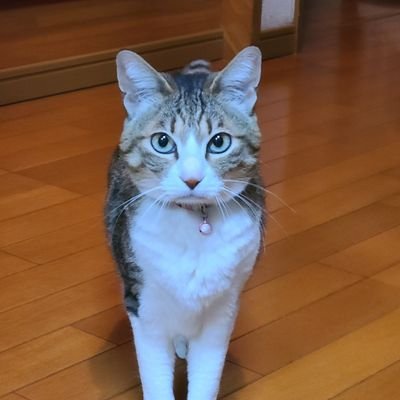 好きなもの好きなように✨️
魔ダリ、服ルチ、館シリーズ、WEB小説
ファンタジーと推理小説が大好物