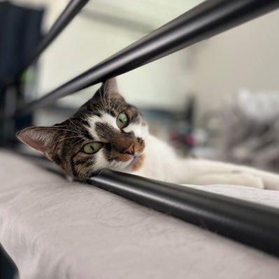 mizore_fuyu's profile picture. CTFと日常。非エンジニア。　筋少/SF/鉱物/猫