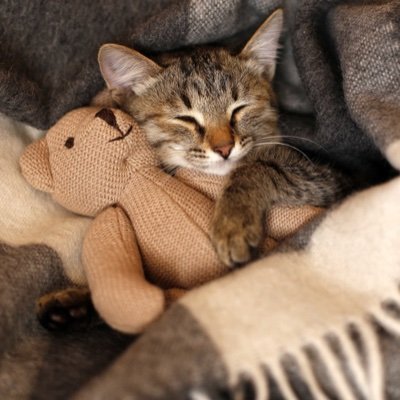 ValentinaSLaia's profile picture. ❤️💍 d.j • software engineer - ingeniera de software 🐱pedro