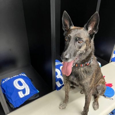 ComeOnBluesChe's profile picture. 04 @ChelseaFC @warriors