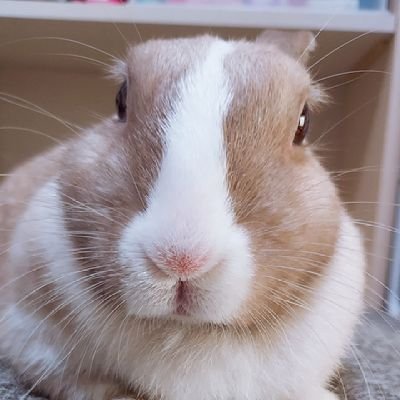 ネザー&何かのハーフ笑⁉️、6歳の女の子のコロちゃん🐰と一緒に暮らしてます🐇
ペットショップで赤ちゃんの時にお迎えした時はネザーだったはずなのに、大きくなって顔が変わった気がする…😵💧
可愛さには変わりありません💕