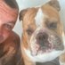 Chris & Angel Henry the Bulldog 🙏🏻🐾💔 (@ChrisWalder4) Twitter profile photo