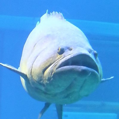 私は魚
【済】:日商1級、税理士簿財、USCPA旧試験、FP1級、建設業経理士1級 他
【10月】宅建【11月】行政書士、歴検日本史2級【12月】通訳案内士2次(仮)