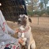 markmort65's profile picture. Local Driver at Arkansas Wood Solutions Inc, also have a hobby farm Little Green Acres.
Ducks, Chickens, meat and dairy Goats, Mini Donkey