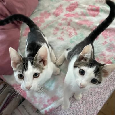 KimDuffinRN's profile picture. DevotedMom, ♓ProudNurse, TruBluDemocrat💙Activist,Advocate, AddictionCounselor, Stigma Slayer, Humor Infuser😁Feline Enthusiast 😻#AttitudeOfGratitude