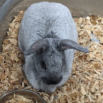 c70av's profile picture. 