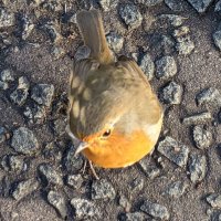Grainne 🌸1215 Another unexpected widow (@grainne22004082) 's Twitter Profile
