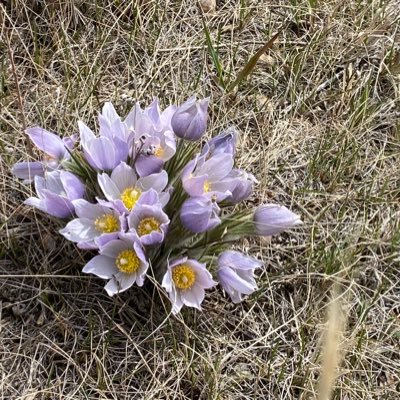 Family, land, food, and crocuses.