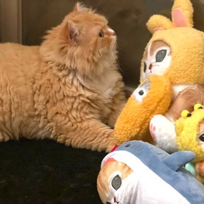 MomoiroKame's profile picture. ポケカ 大好きコレクター✨池袋、新宿メインに買い回ってます✨