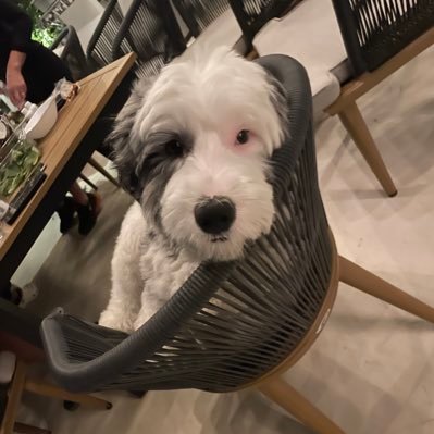 simplecalvin888's profile picture. #366daysofhappiness
