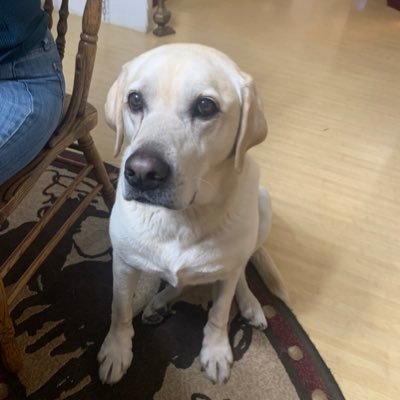 HertigChris's profile picture. 