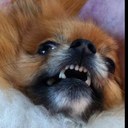 Larry - @larry_irish - Twitter