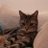 昆布猫のアイコン