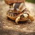 🐌 🐢 🐌 🐢 🐌 🐢 (@komencidenove) Twitter profile photo 🐌 🐢 🐌 🐢 🐌 🐢 (@komencidenove) Twitter profile photo