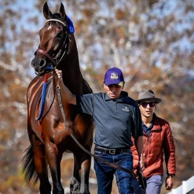 el hipismo en la sangre