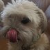 Bigdog (@bigdogulous) Twitter profile photo Bigdog (@bigdogulous) Twitter profile photo